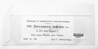 Cercospora beticola image